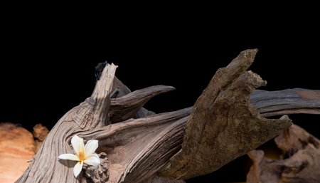 Aged driftwood with detailed texture and delicate white blossom on dark background. Perfect nature-inspired setting for advertising, wellness, cosmetics, handmade crafts, 3d renderingの写真素材