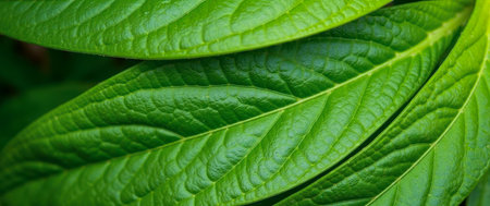 Bright fresh leaves texture close-up with organic concept, eco-friendly nature background, vibrant...