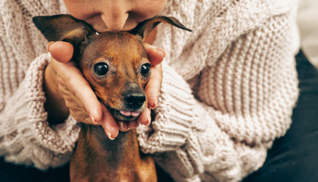 Close up of person holding and kissing adorable miniature pinscher, funny puppy face with tongue,...
