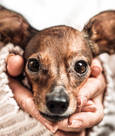 Macro portrait of adorable Russian toy terrier head, owner with beautiful manicure gently holding her puppy, veterinary health check or animal welfare and protection themeの写真素材