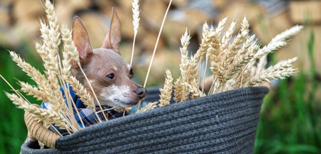 Adorable Russian toy terrier with farm accessories, beautiful autumn seasonal image, rural life and organic farming theme, wide banner format for website headerの写真素材