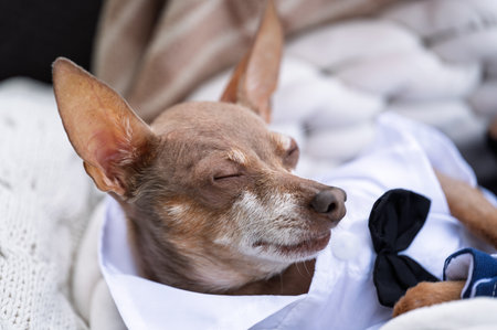 Adorable toy terrier in elegant clothes sleeping on white blanket, funny pet face enjoying rest, theme of comfort and tranquility for domestic animalsの写真素材