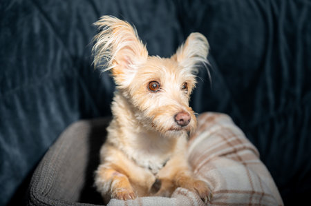 Sweet light colored cairn terrier mix sitting in a cozy basket with plaid blanket, curious and...