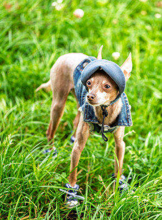 A tiny Russian toy terrier is dressed in full jeans suit for summer walk in park, concept of modern and trendy clothing for animalsの写真素材