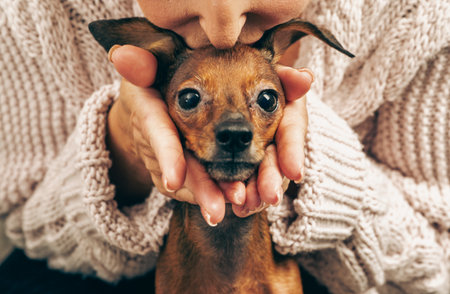 Person showing love and tenderness to her little miniature pinscher, unconditional friendship between human and animal, emotional support and pet therapy at home themeの写真素材