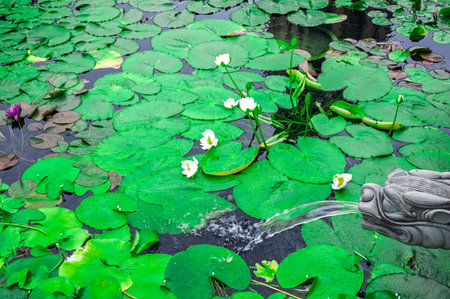 Zen garden scenery concept stone dragon fountain pouring water on green lotus leaves peaceful nature background spa wellness relaxation atmosphere outdoor park viewの写真素材