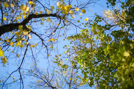 Sky and trees at autumn on blue sky