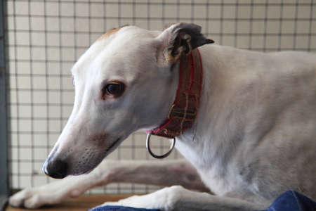 dog in the cageの写真素材