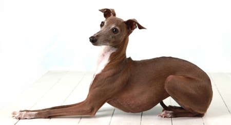 dog on the white backgroundの写真素材