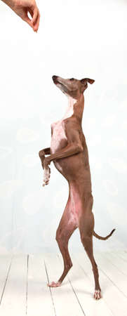 dancing dogの写真素材