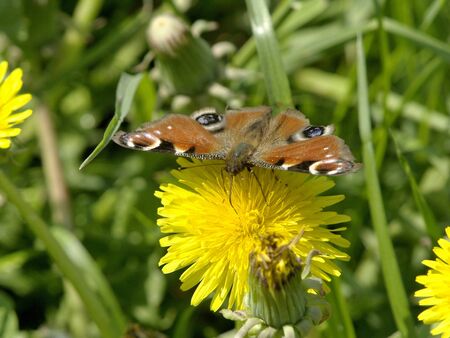 Butterfly on meadow. |の写真素材