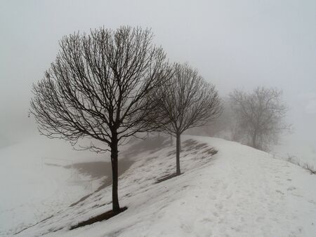 Trees in the fogの写真素材