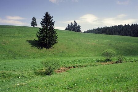Tree In The Grasslandの写真素材