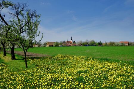 Dandelions |の写真素材