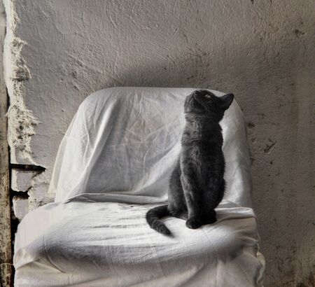 Still life with Gorgeus catの写真素材
