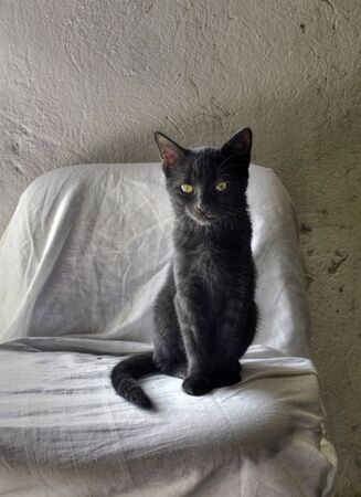 Still life with black catの写真素材