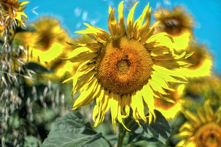 Sunflowersの写真素材
