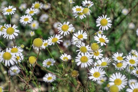 Chamomile in meadowの写真素材