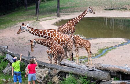 Feeding giraffesの写真素材