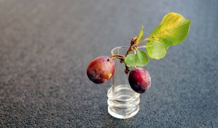 Plums in a glass - stillの写真素材