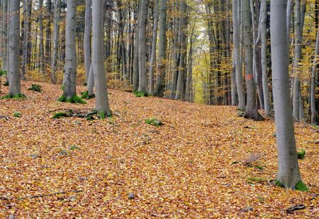 Beech forest in autumnの写真素材