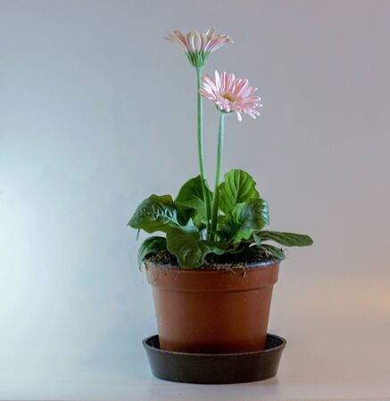 Still life with flowerの写真素材
