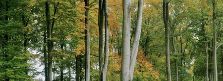 Beech forest in autumnの写真素材