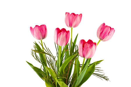 Pink tulips with drops of water on a white backgroundの写真素材