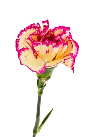 Fresh carnation in drops of water on a white backgroundの写真素材