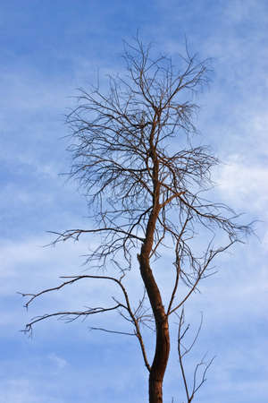 dry tree in the desert against a backdrop of a bright skyの写真素材