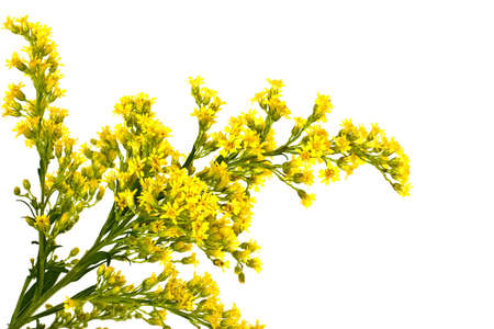 decorative small yellow flowers on a white backgroundの写真素材