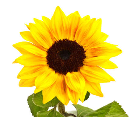 Sunflower decorative flower on a white backgroundの写真素材