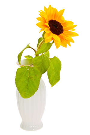 Sunflower decorative flower on a white backgroundの写真素材