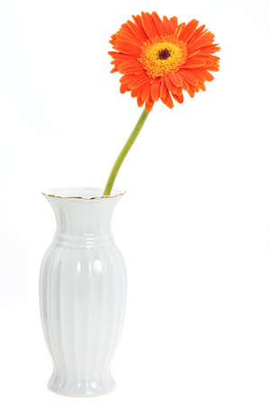 perfect orange gerbera in beautiful full blossom, on whiteの写真素材