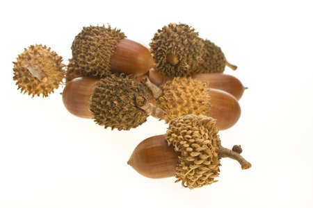 mature small acorn close-up on a white backgroundの写真素材