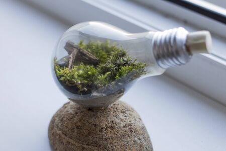 plant in light bulbの写真素材