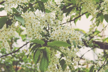 white cherry flower blossomの写真素材