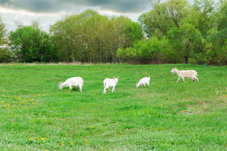 Goats are grazed in a meadow