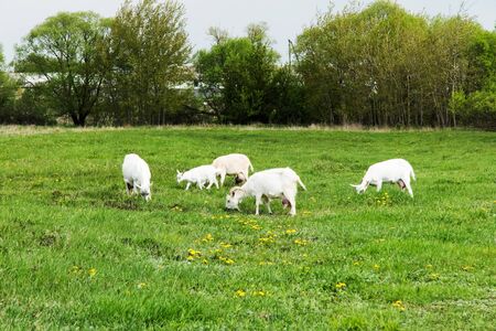 Goats are grazed in a meadowの写真素材