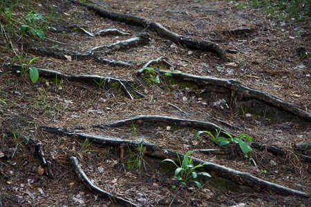roots of a tree in the forest
