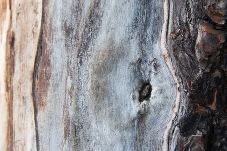 tree stem texture