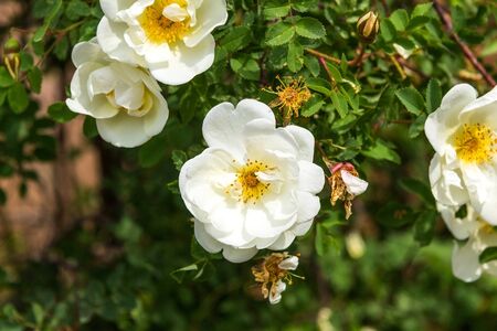 beautiful flowers garden of white roses on a bush backgroundの写真素材