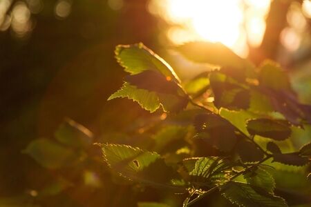 plant leaves in the forest at sunrise close-upの写真素材