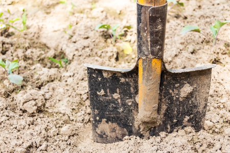 shovel in the ground. a vegetable gardenの写真素材
