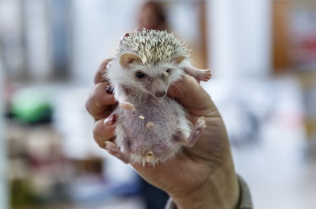 girl holding small cute nice hedgehogの写真素材