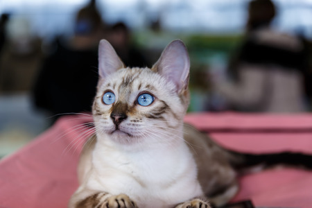 Beautiful and cute cats animal exhibitionの写真素材