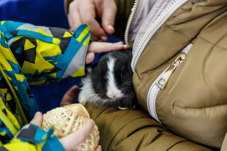 big and small rabbits cute lovely animal exhibitionの写真素材