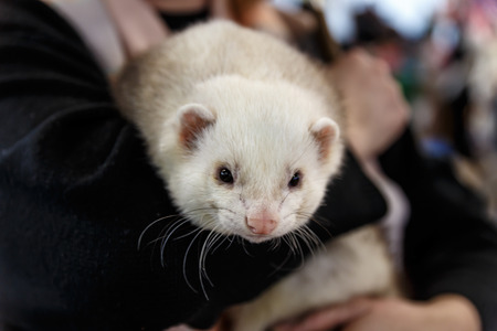 woman holds a beautiful and cute ferretの写真素材