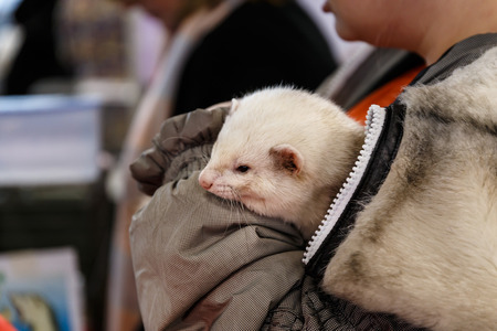 woman holds a beautiful and cute ferretの写真素材