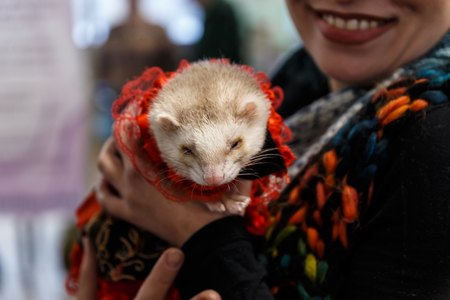 woman holds a beautiful and cute ferretの写真素材